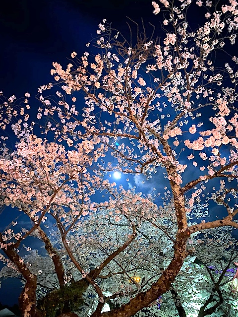 Cherry-Blossoms Night 01
