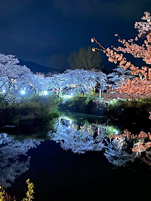 Cherry-Blossoms Night 02