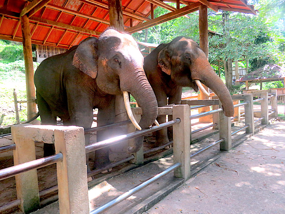 Elephants 08