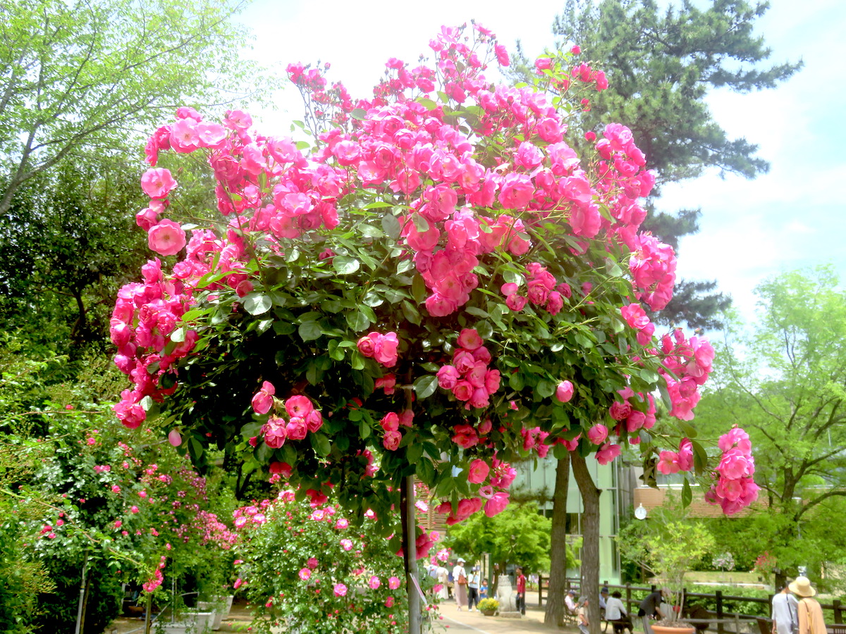 Kasai-Flower-Park 10