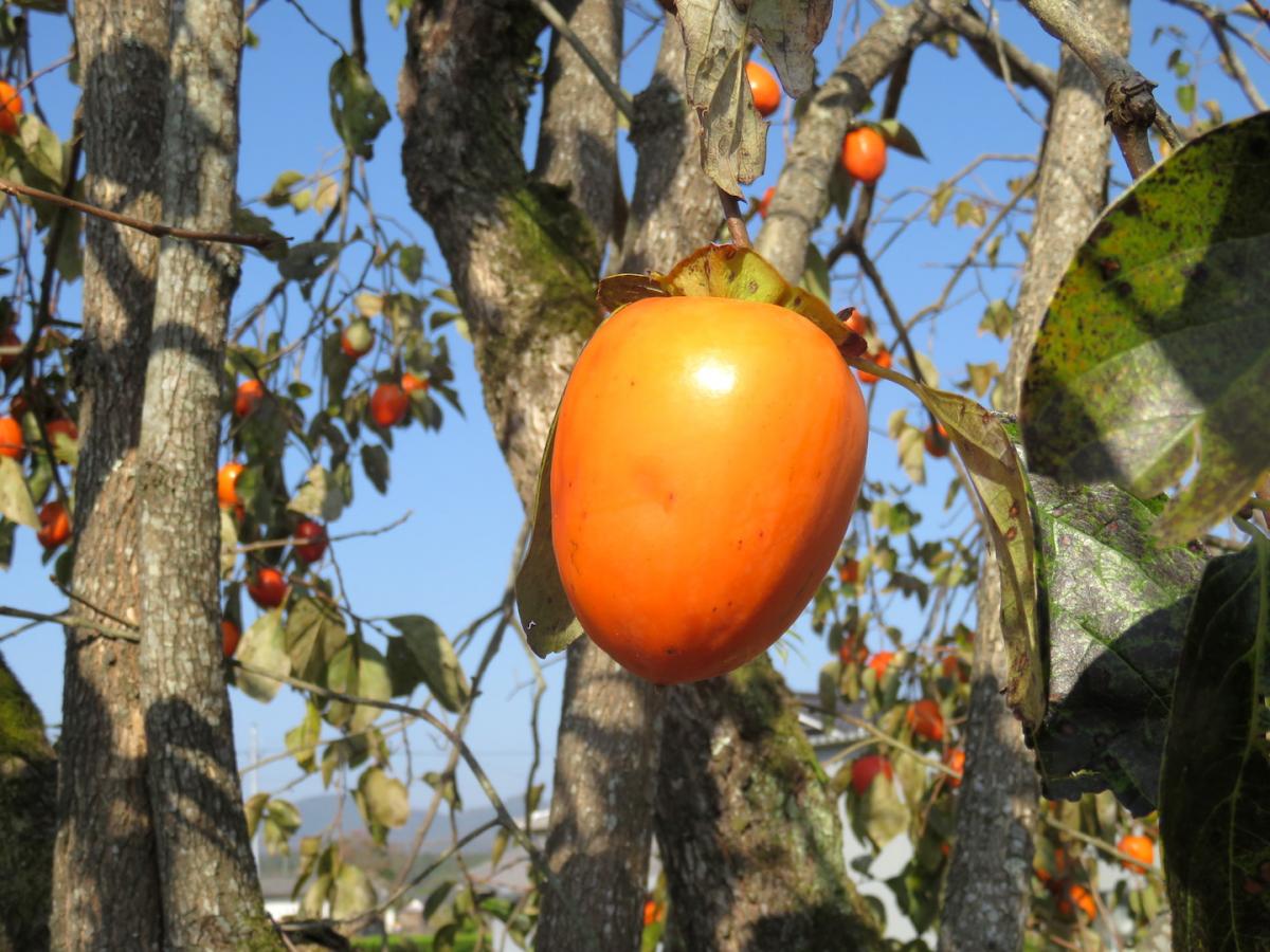 Persimmon 6