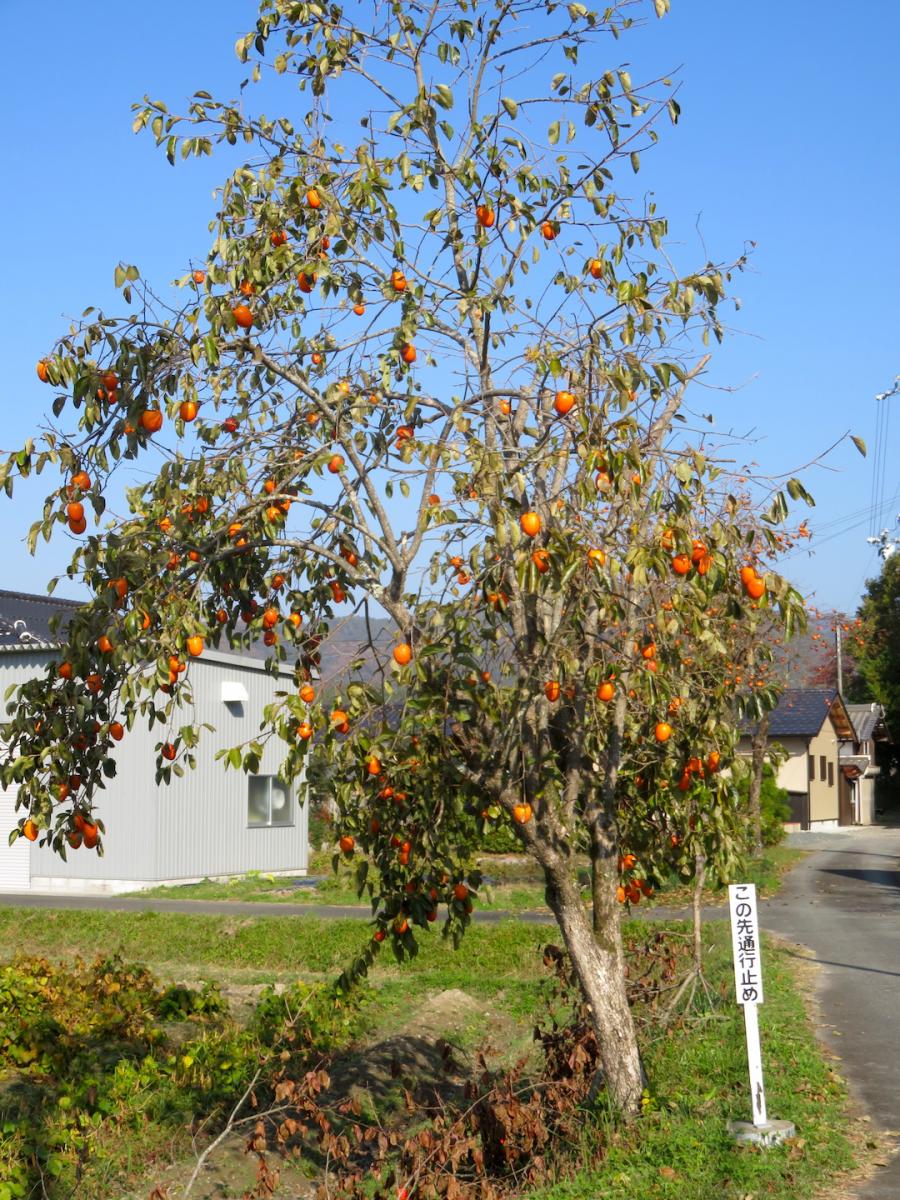 Persimmon 7