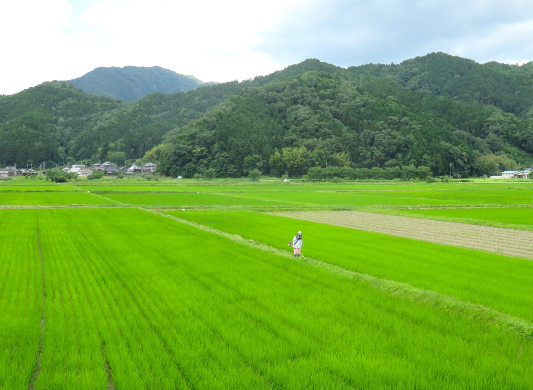 Rice Farmer Sasayama