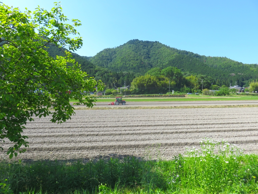 Rice and Beanfields 1