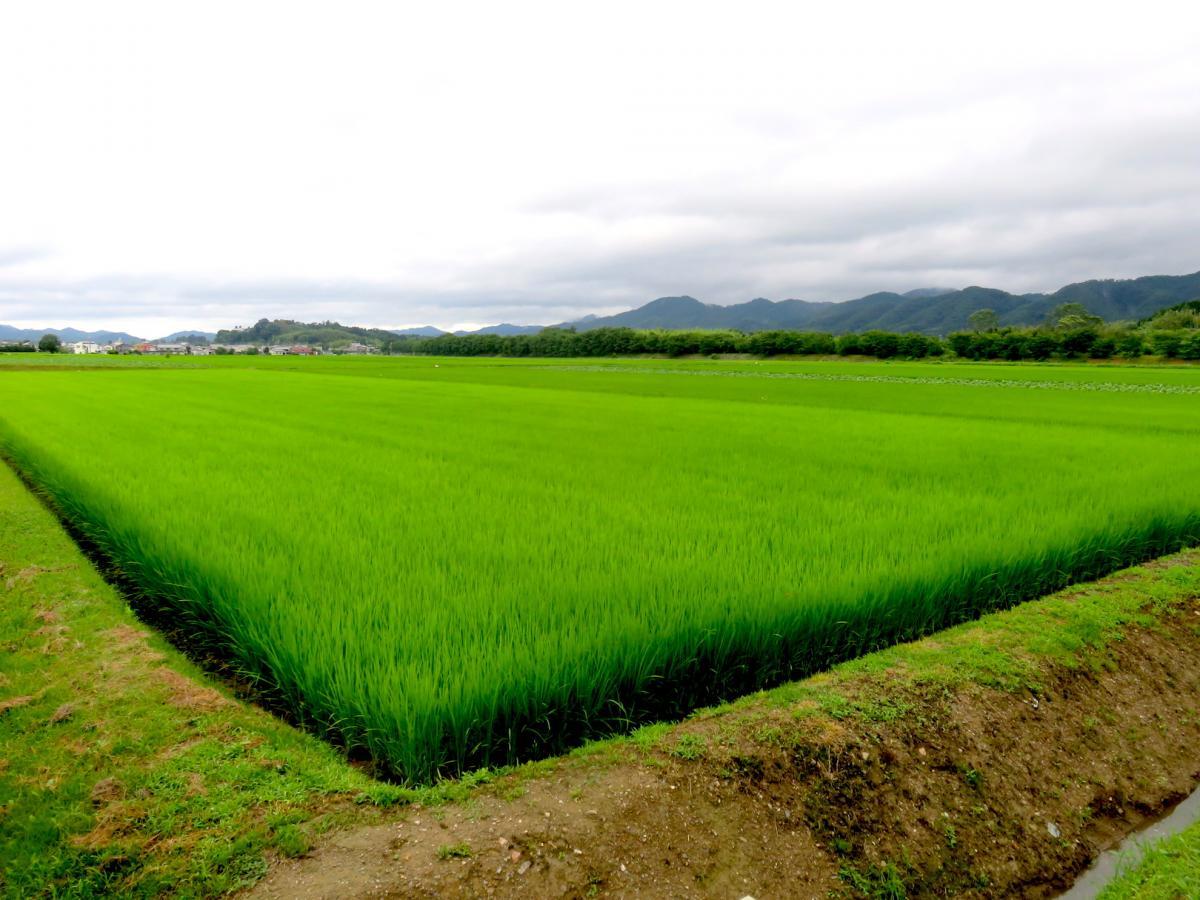 10 - Planting Rice